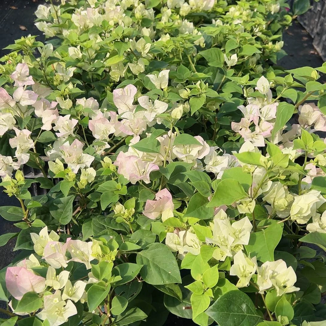 当前无花栽培后可以开花绿樱掌中宝一棵