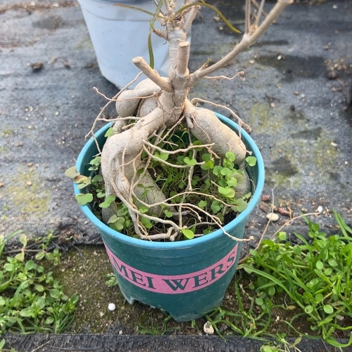 柳叶麒麟，一物一拍