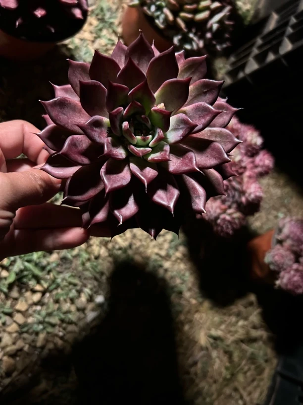 单头紫霞仙子 全场满12.9包邮不满到付