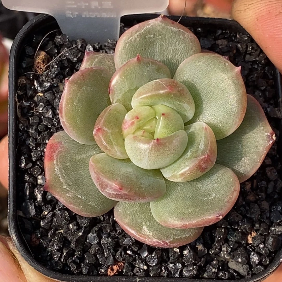 天官赐福百无禁忌