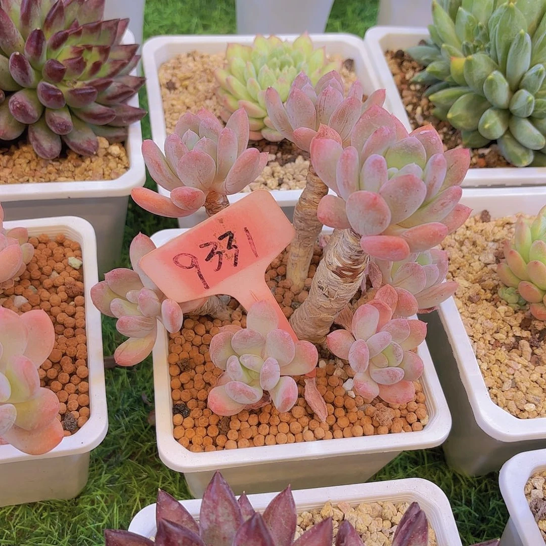 ****丢云南金致家金品多肉