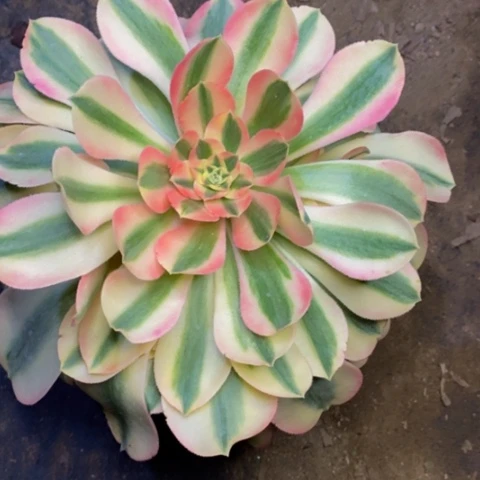 香妃多肉植物量拍