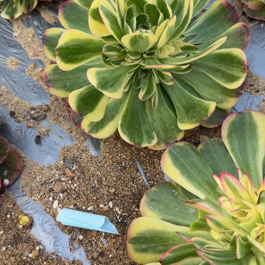 晋***红786海星。多肉植物