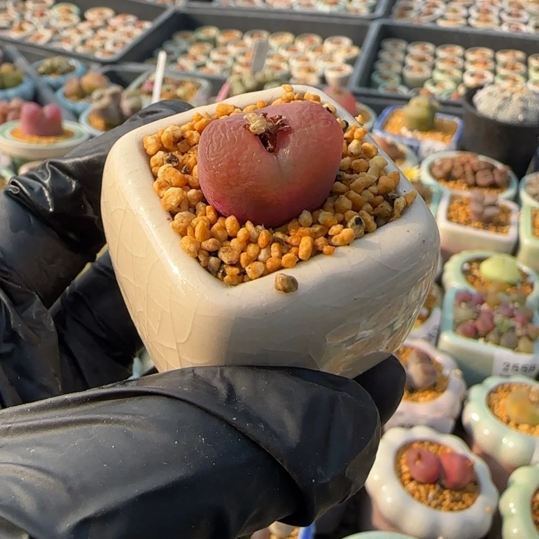 2631--一物一拍 带盆