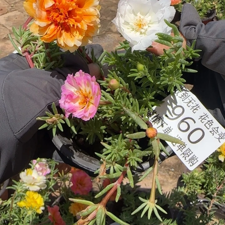 无花朵960超小苗盆口10cm