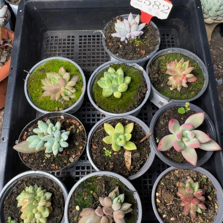 2582多肉植物一物一拍