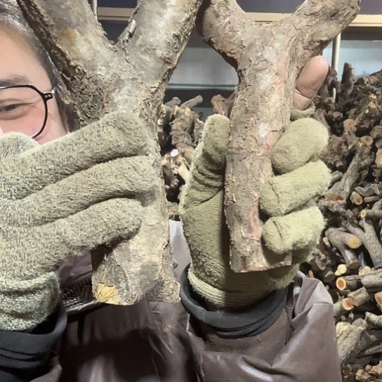 香榧木用****3火琉璃的故事毛料摆件