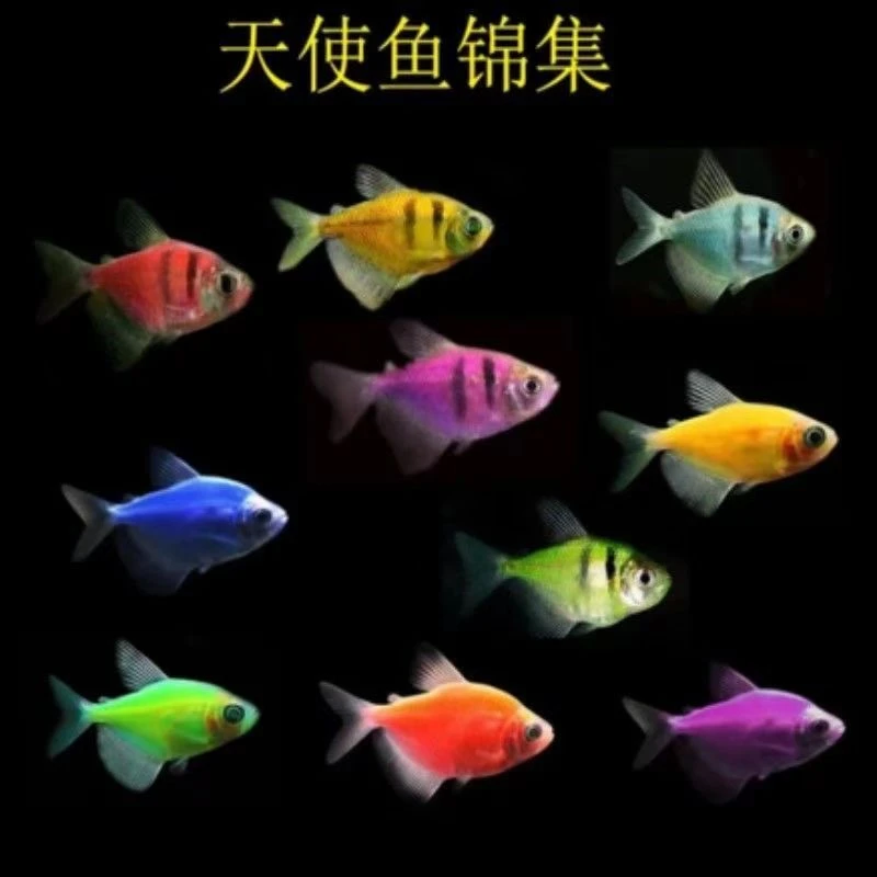 天使鱼观赏鱼热带鱼好看耐活好养