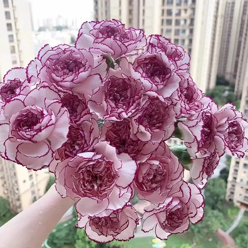 紫精灵单头康乃馨水培云南鲜花基地直发