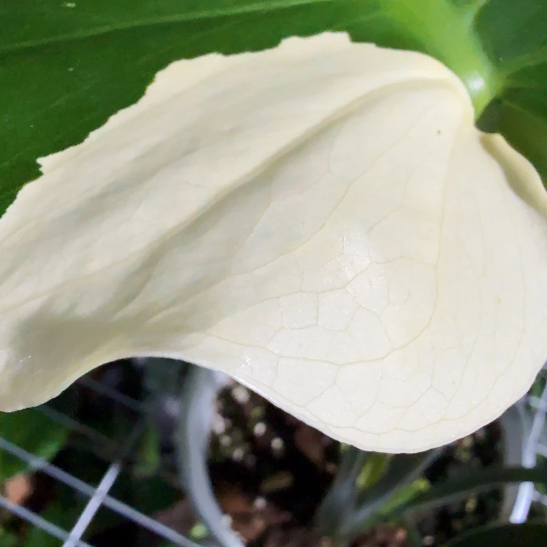 芒***果无花朵龟背竹一物一拍