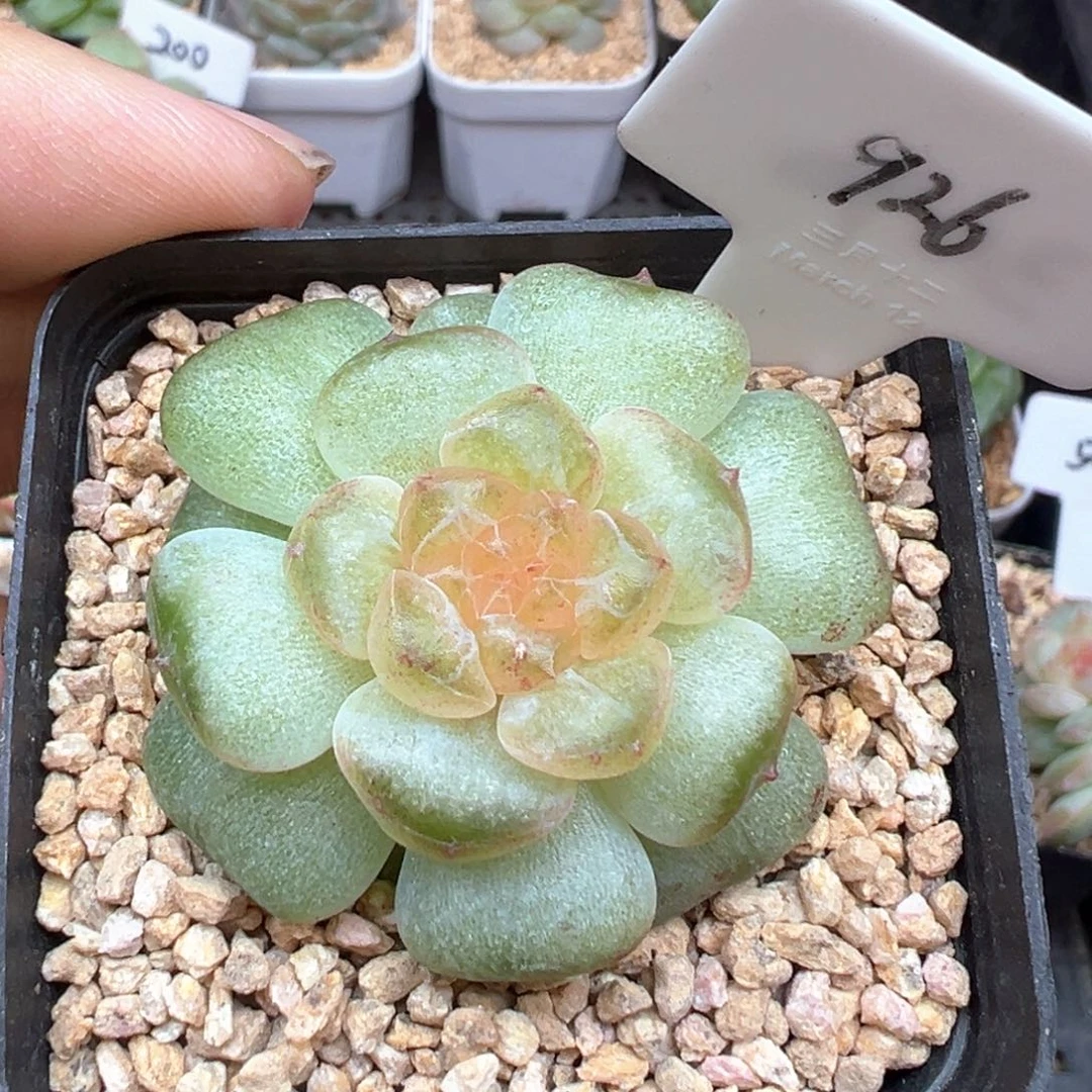 926号风花雪月系列流萤