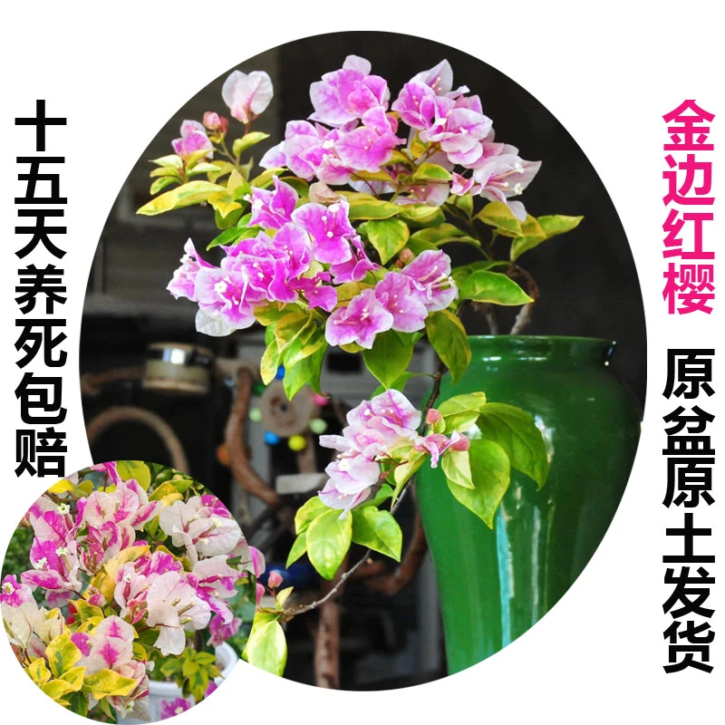 金边红缨(三角梅)原生大苗四季开花老桩爬藤植物