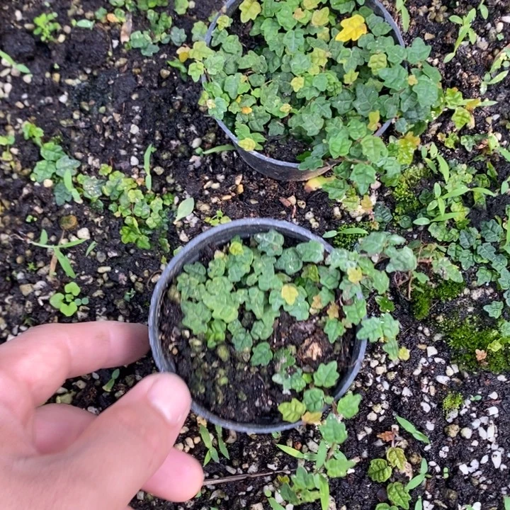 鳗***鱼无花朵退款拉黑拉黑81