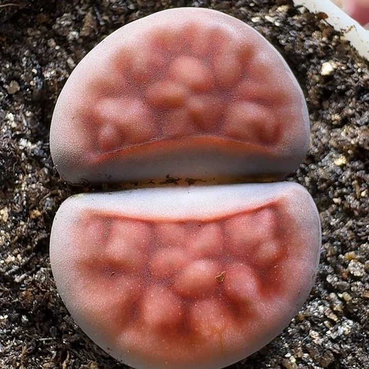 生石花111111。  133