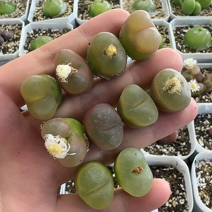 老马生石花彩毛231