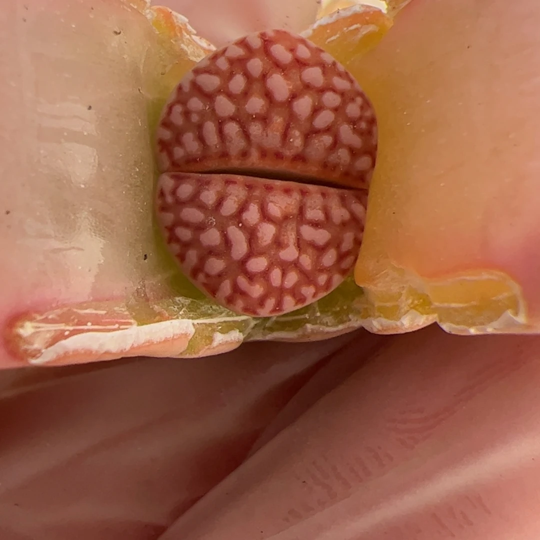 0373号 F 109R 多肉植物