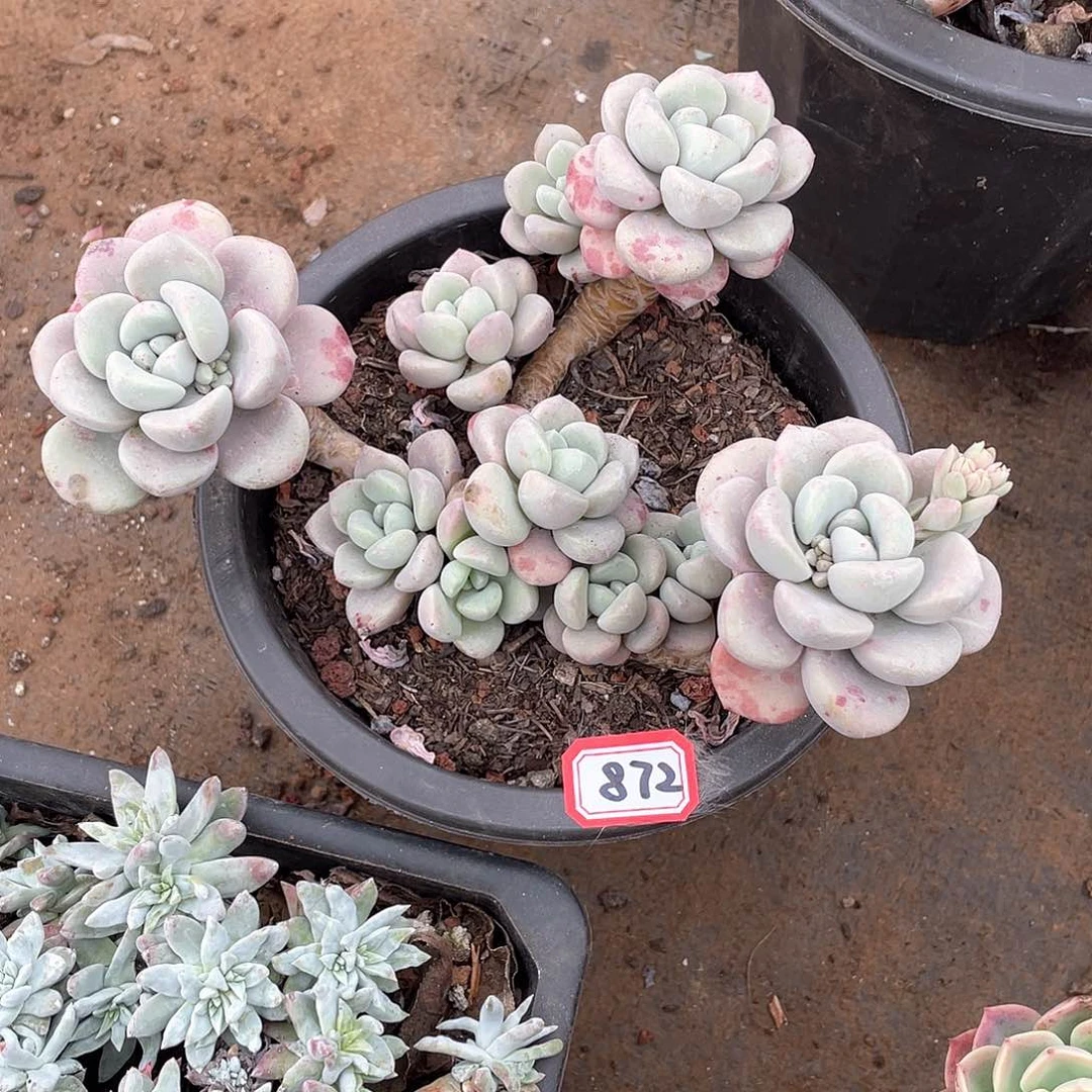 872花瓣露一物一拍多肉