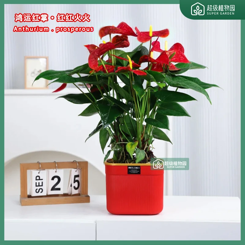 【带花发货】红掌大盆植物红白盆客厅办公室四季开花绿植好养6-8掌