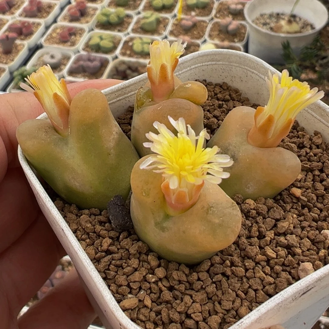 水蜜桃群多肉植物百科