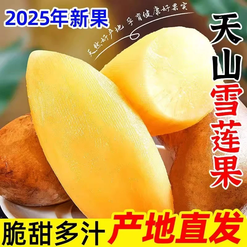 2025新茬云南现挖雪莲果红泥沙头茬新鲜脆甜多汁水果整箱批发