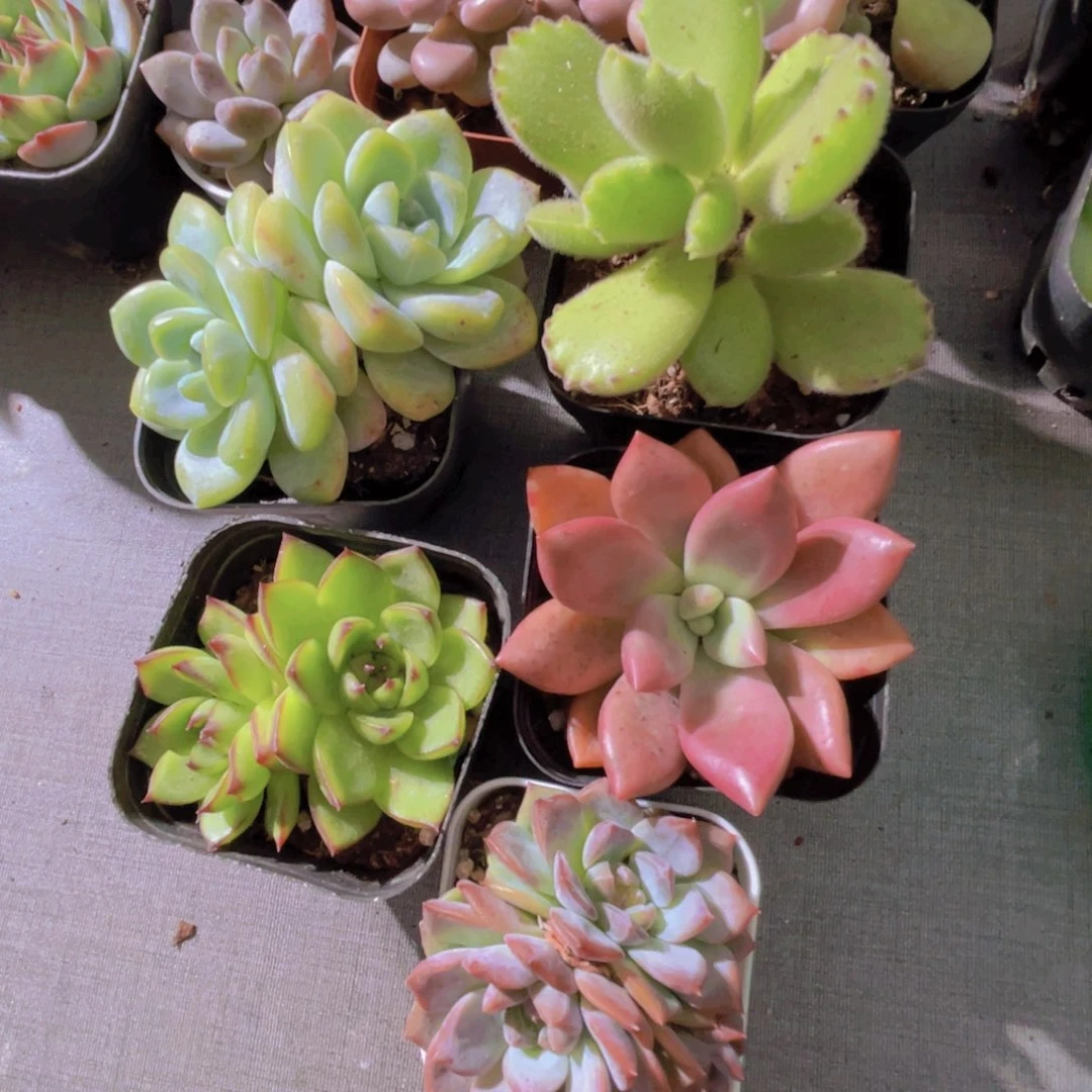最****@玉如意 熊掌 月亮石 桃花源 红琥珀