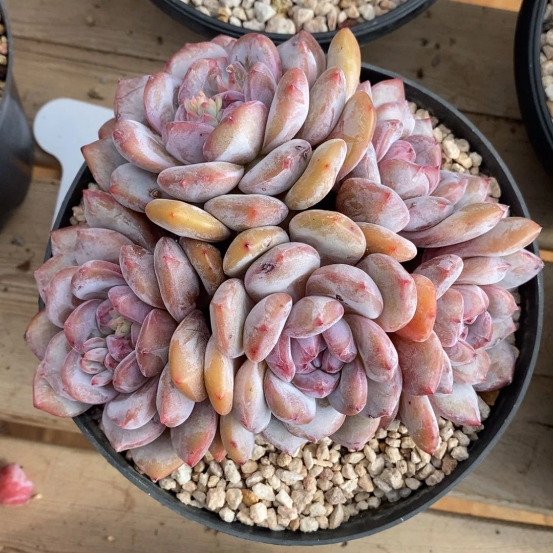 6 五头脸朝上黄皮紫心 胖体