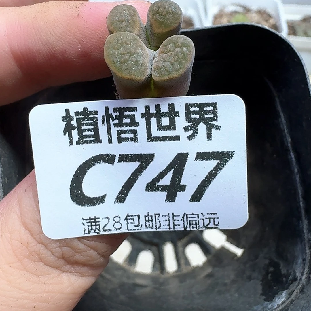 多肉植物的润泽法