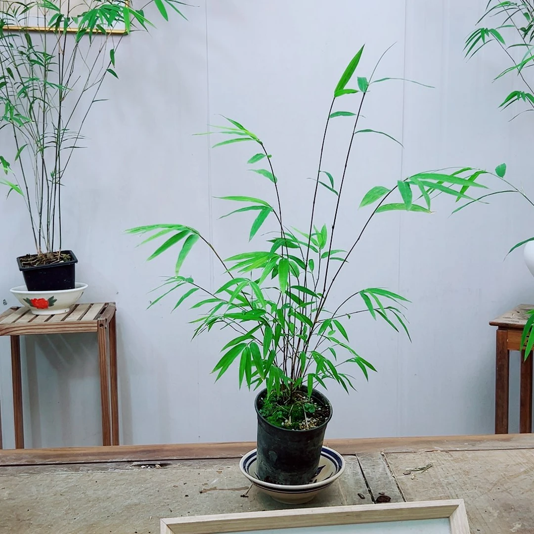 不开花植物内门竹