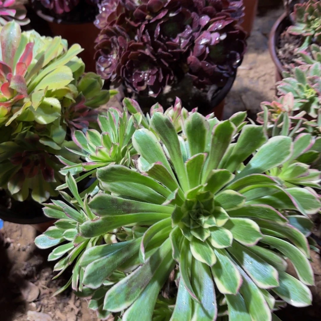 天合法师9.9多肉植物