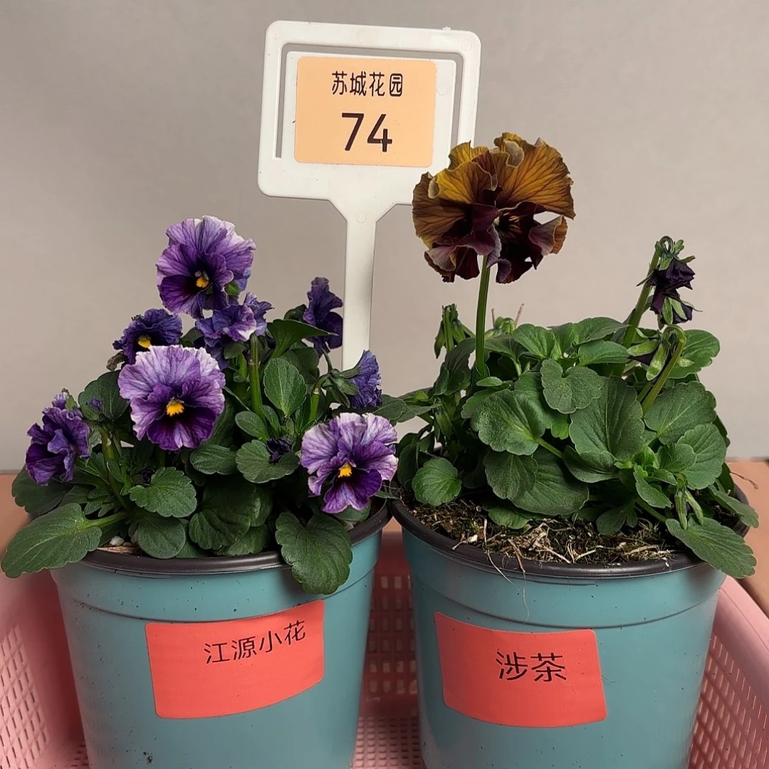 大部分开放少量花苞74