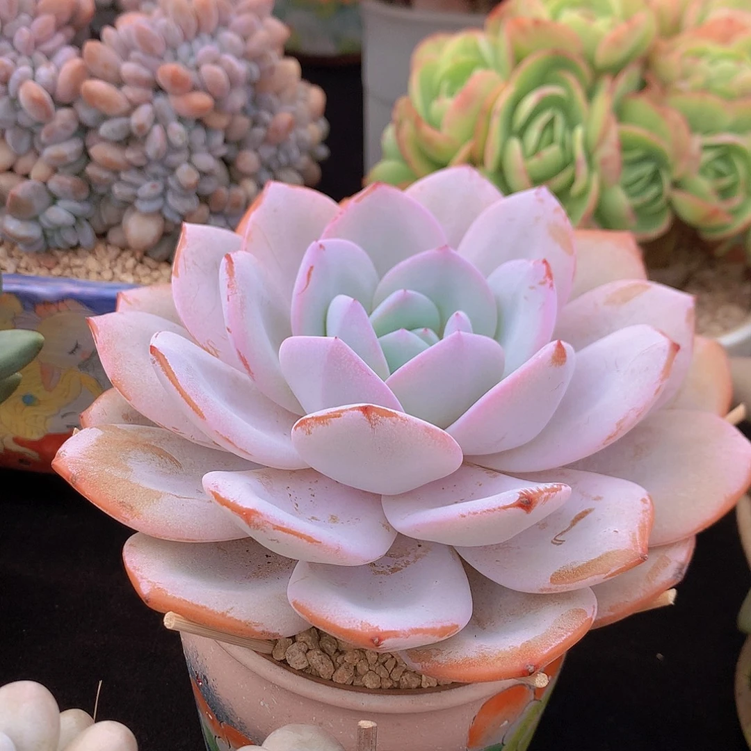 韩版奶茶多肉一物一拍