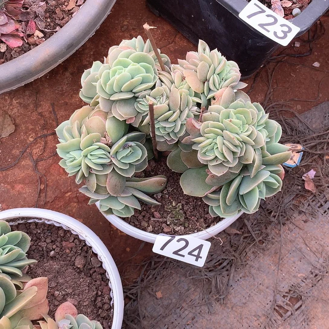 724星纳塔一物一拍多肉