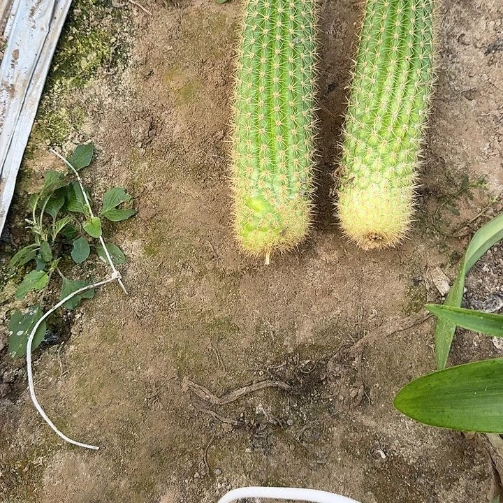 B***T时光高20公分侧芽仙人球