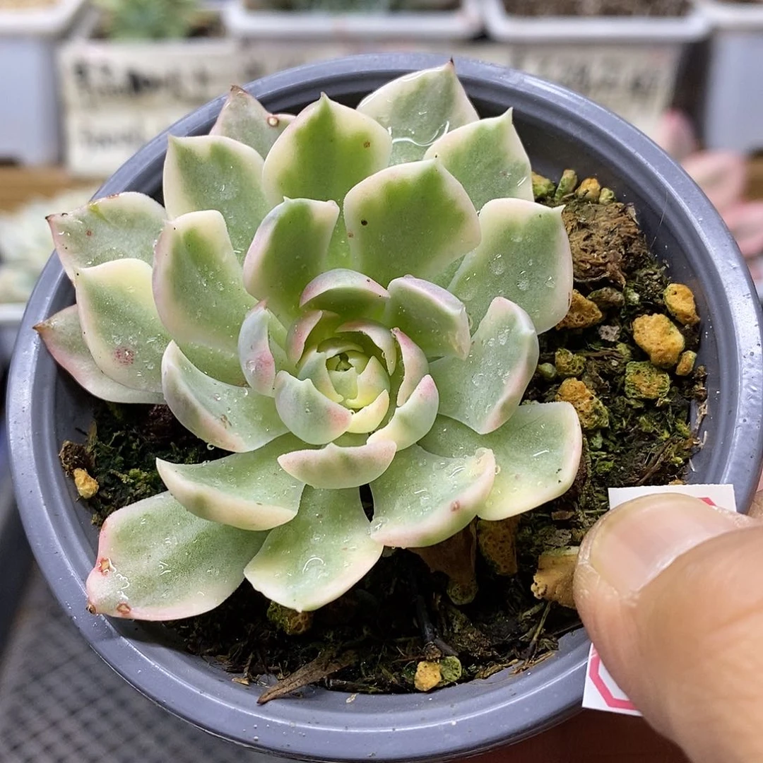 09116 沙漠玫瑰覆轮锦