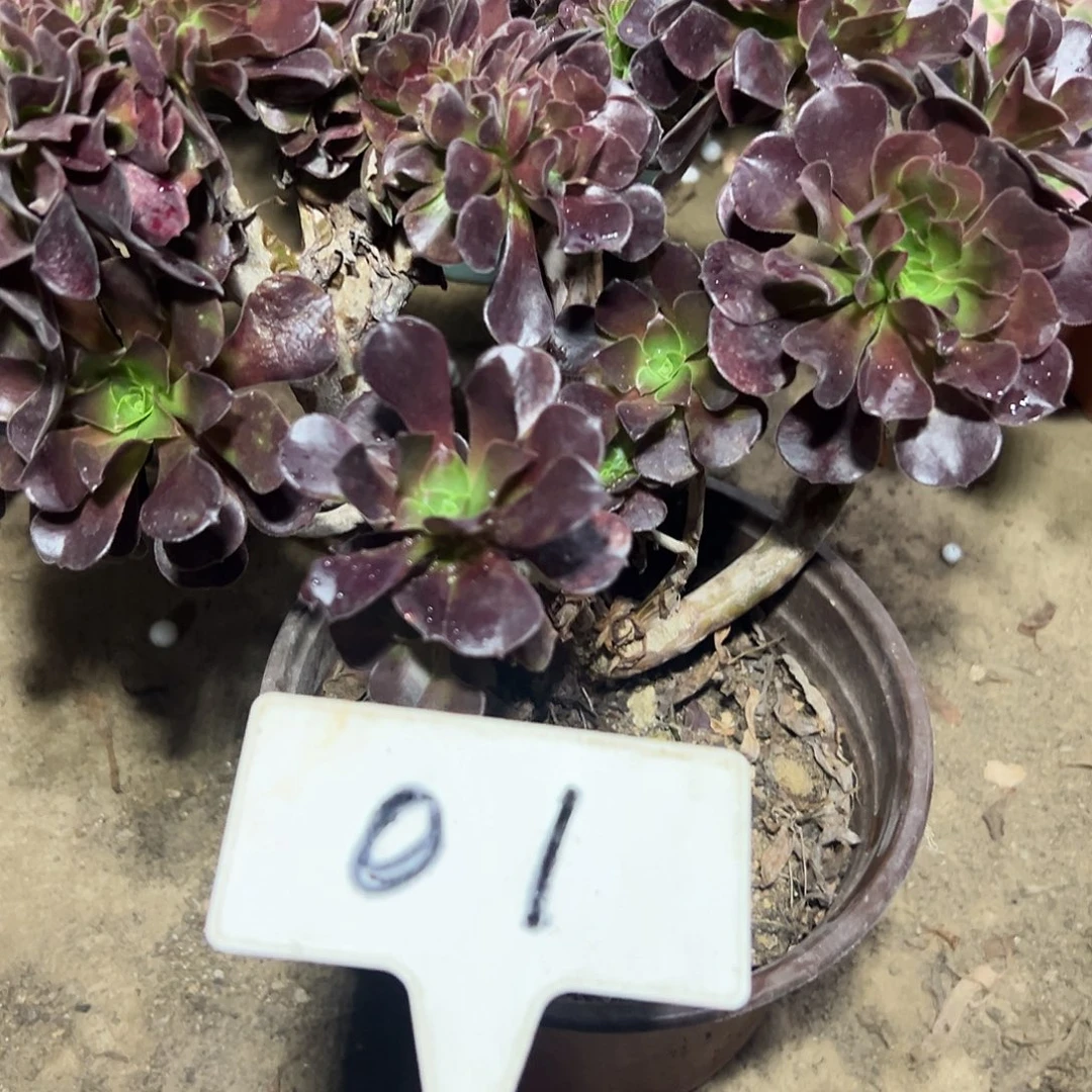 多肉植物欧子缀花01