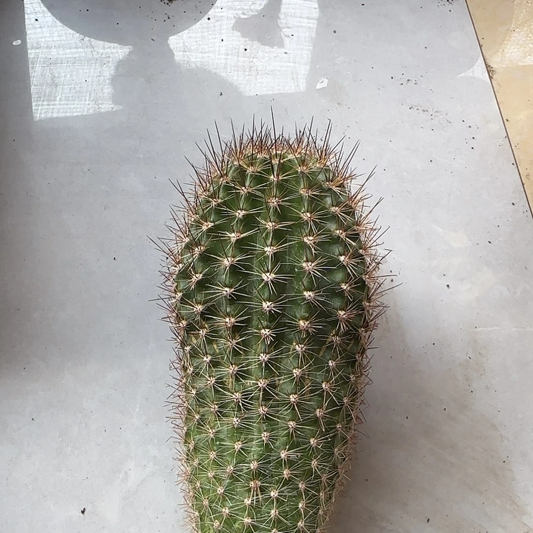 兰光小乔，10号大侧芽