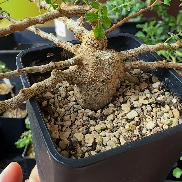 微***释实生念珠橄榄带盆土顺丰空运到付