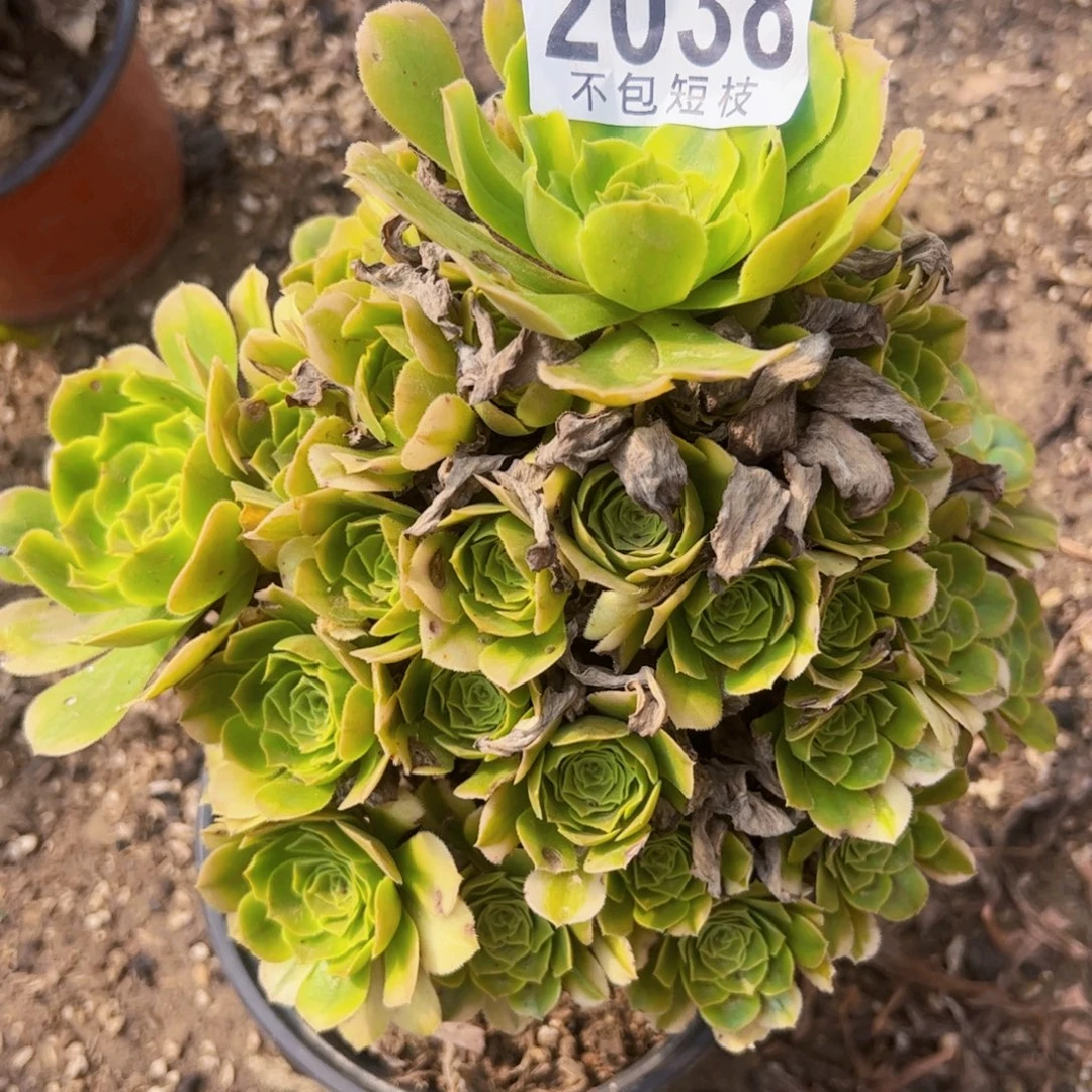 辛尼亚多肉植物2038