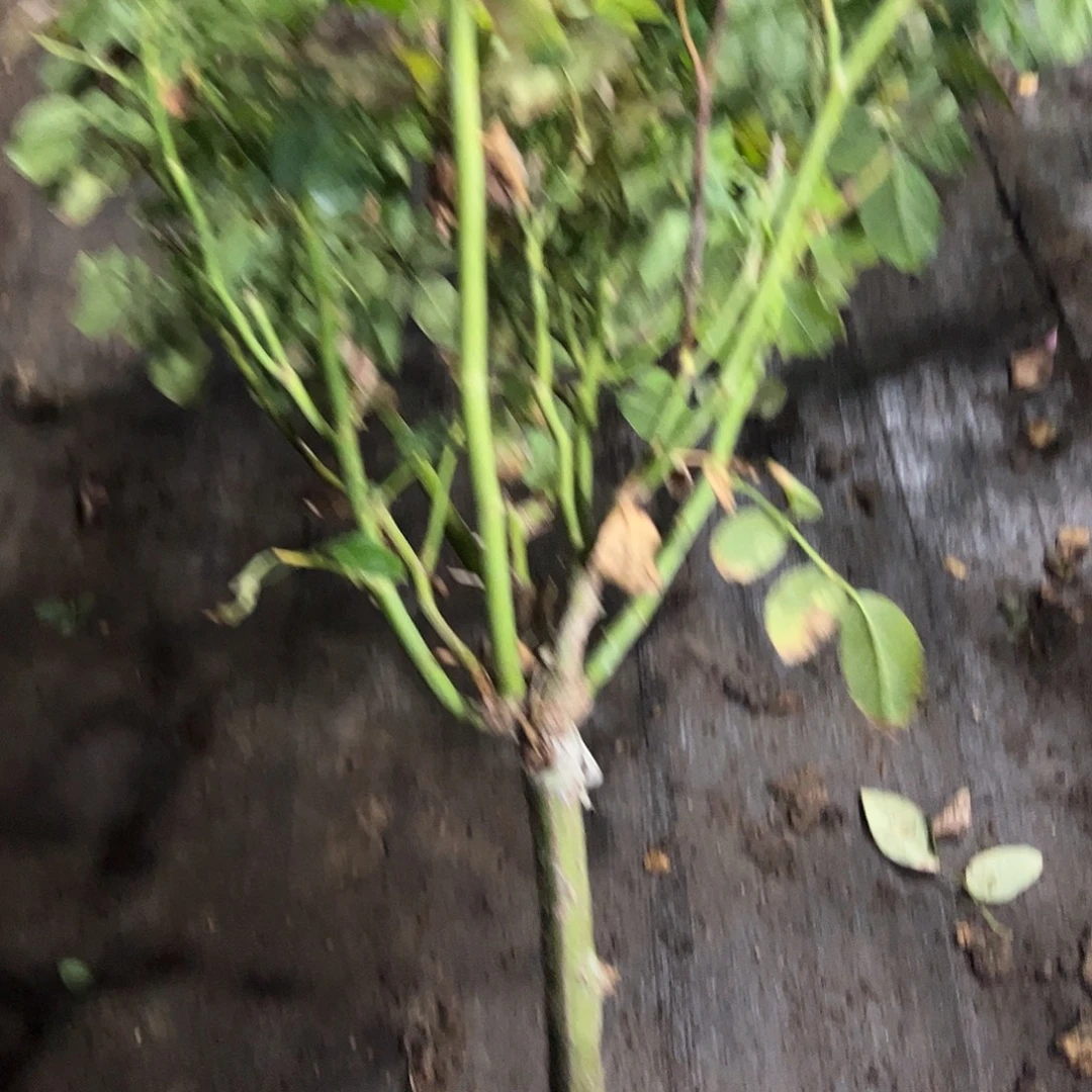 无花朵一物一拍48号