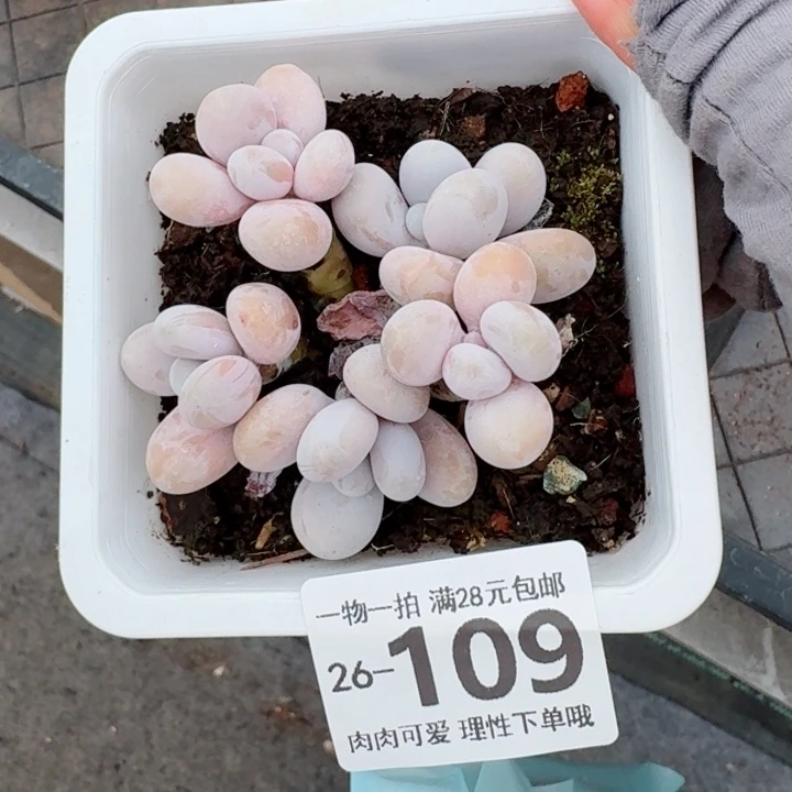 奶酪无盆土发货多肉