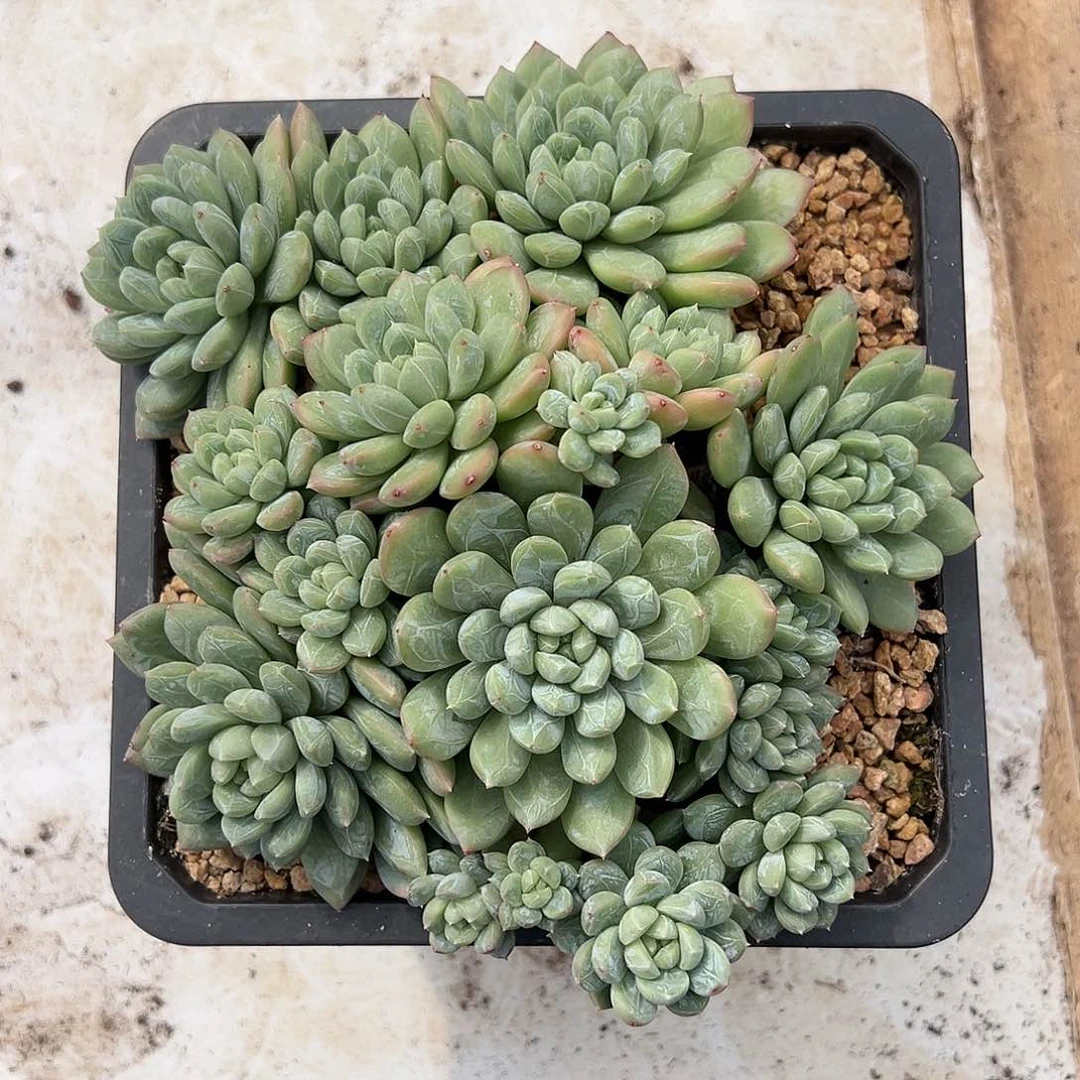 【闪购商品】翡翠大群