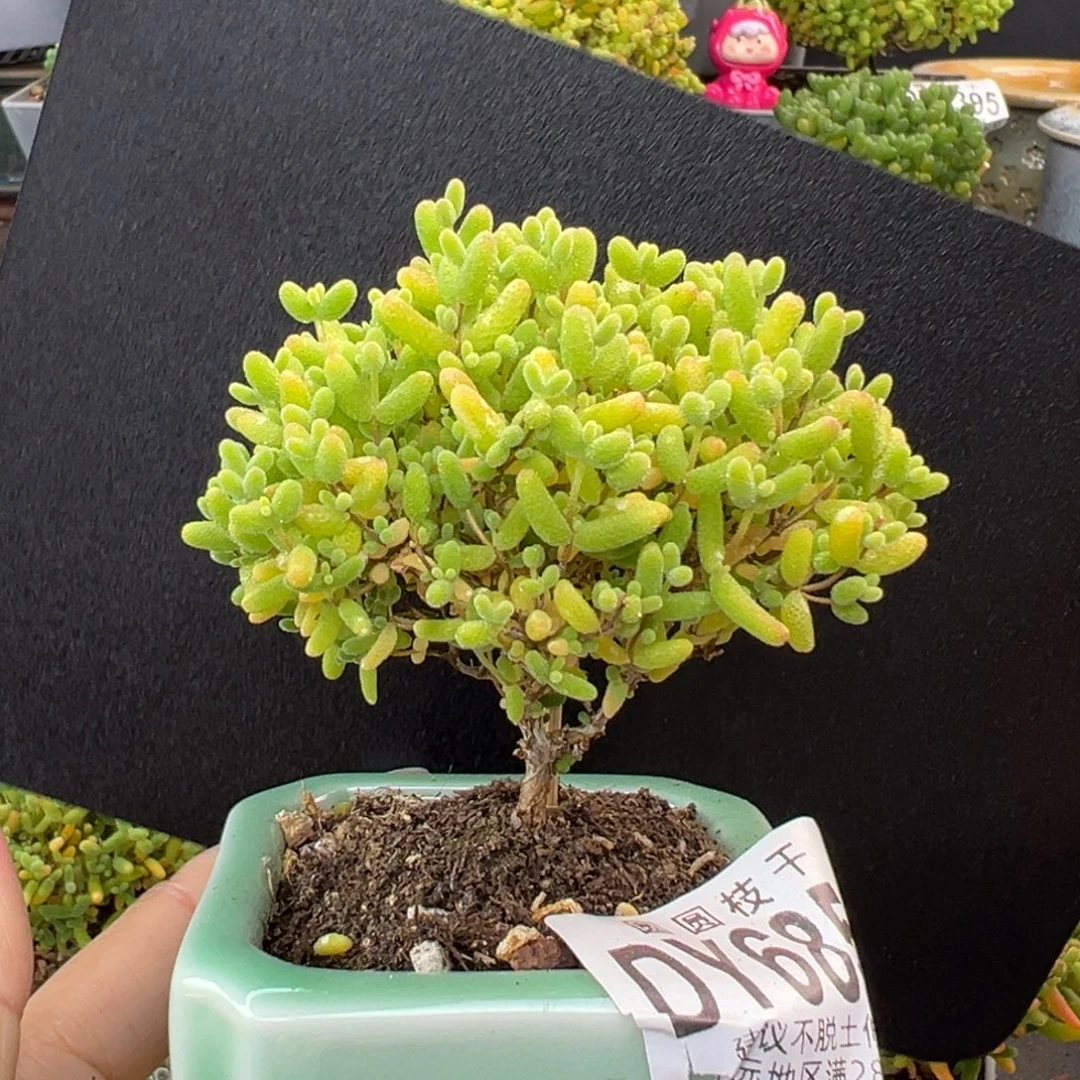 dy6854蜜橘糖球冠幅6.5cm