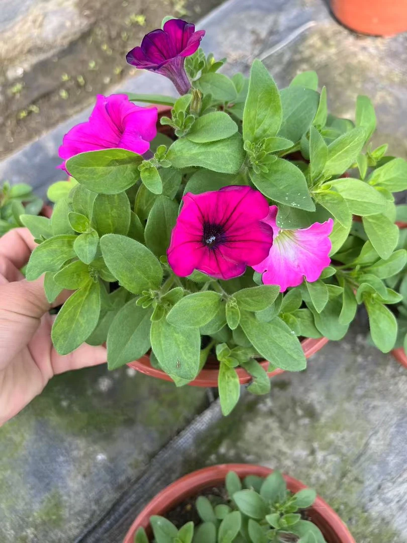 矮牵牛花苗盆栽带花苞发货易活易爆盆适合阳台庭院种植绿植