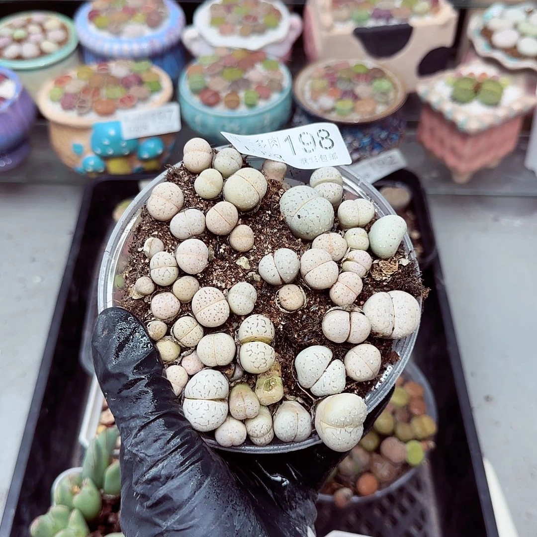 生石花满18包邮0928-198
