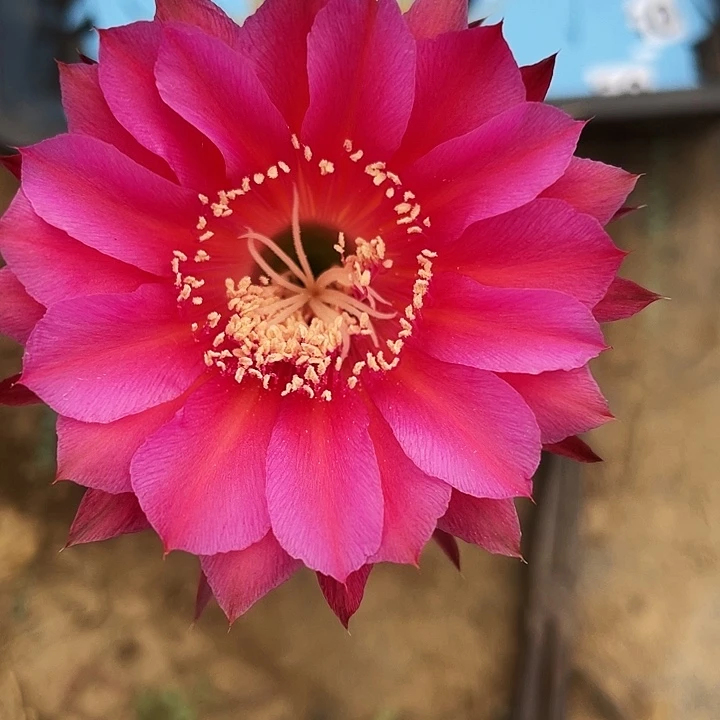 39 实生彩草脱盆土发货