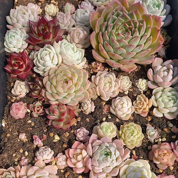 108 多肉植物盆栽花卉植物