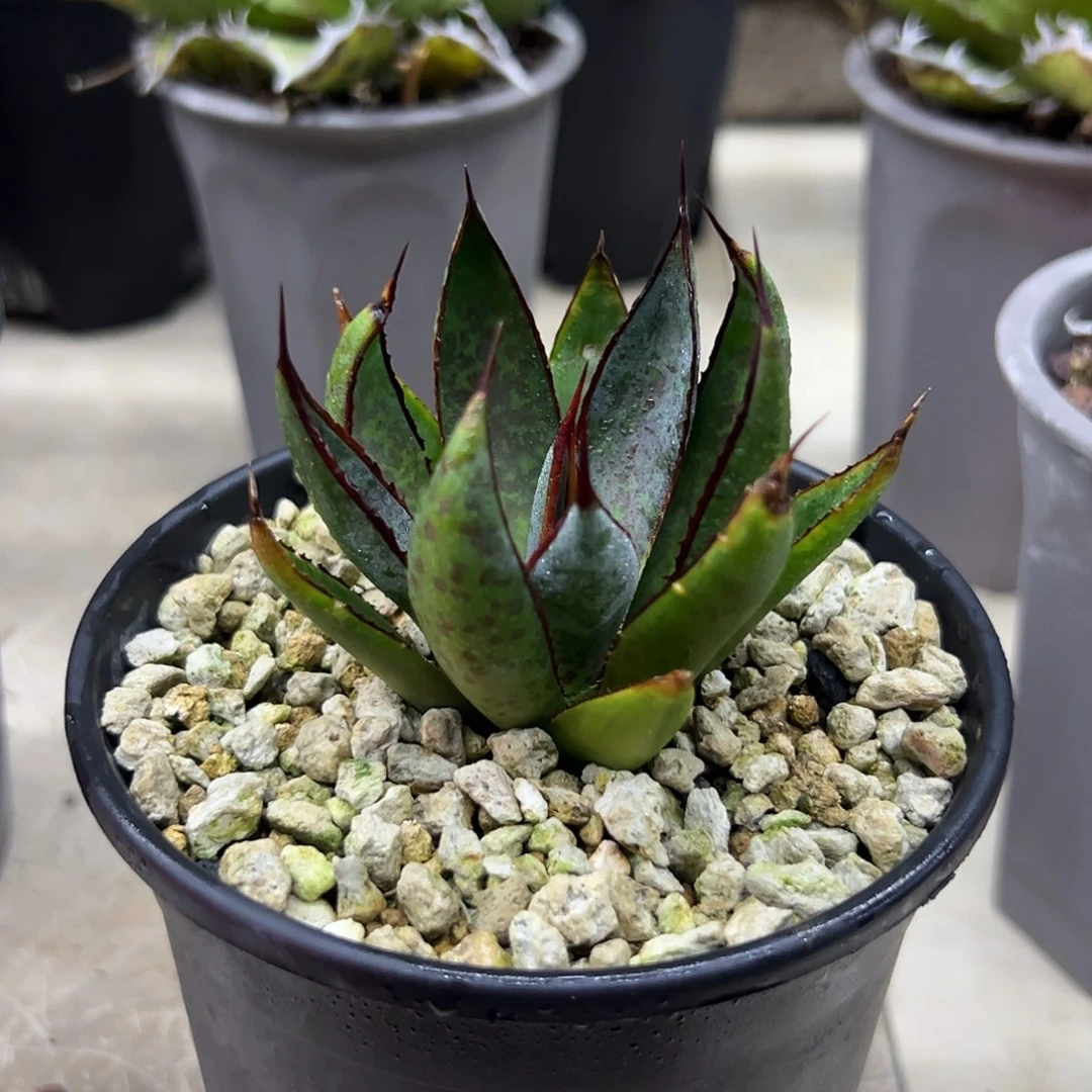 啊***正祈祷之手一物一拍偏远不包邮不退不换