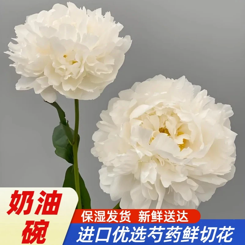 618年中福利 奶油碗 买4送1支防损 现货顺丰快递芍药鲜切花
