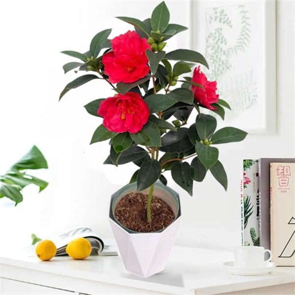 四季开红色茶花树苗带花苞阳台庭院的绿植花卉盆栽室内好养易活
