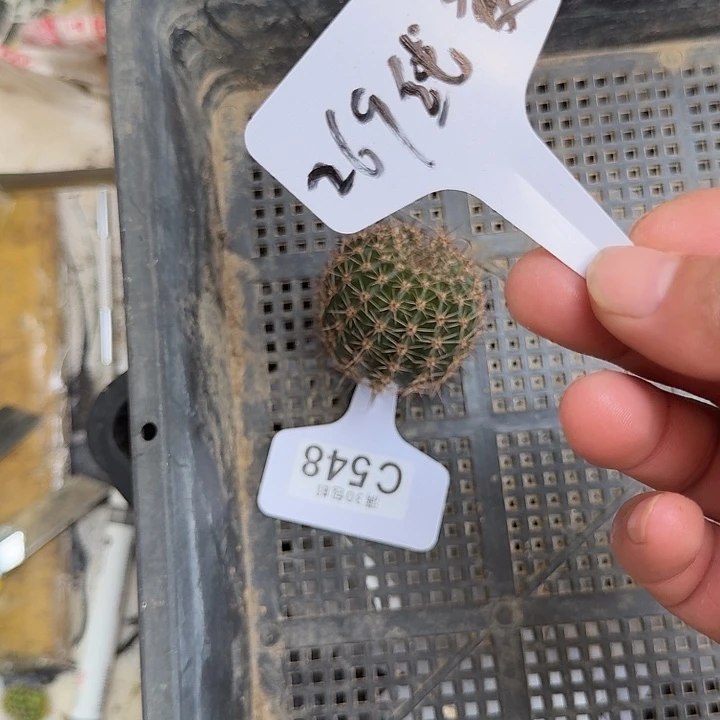 默***契彩草纯爱无痕侧牙c548